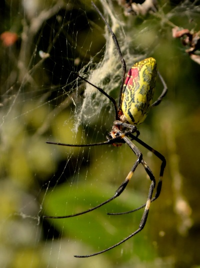 新版本络新妇,深入解析数据设计 P版_v10.175