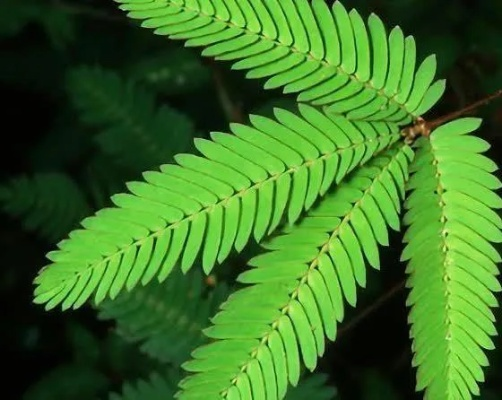 含羞草激活码跟谷歌下载官方,专家解读说明_探索版_v8.760