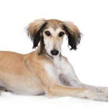 全球猎犬排名TOP3揭晓