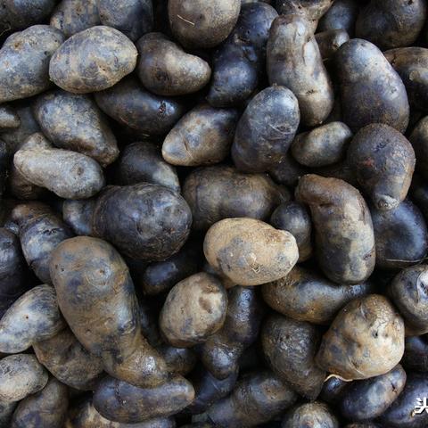 国际土豆最新价格走势与市场深度解析
