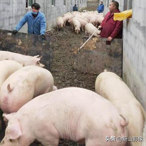 今日肉类价格走势分析