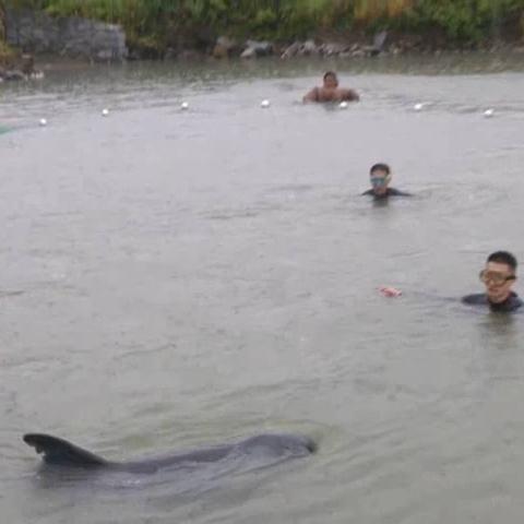 庄河小动物救助行动获重大突破，现场视频揭秘进展瞬间