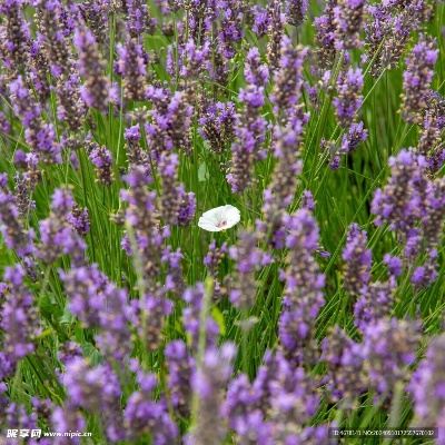 薰衣草版本,完善系统评估&amp;精简版_v8.942