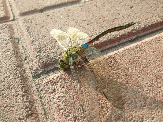 老版本蜻蜓,实地评估解析数据 完整版_v10.470