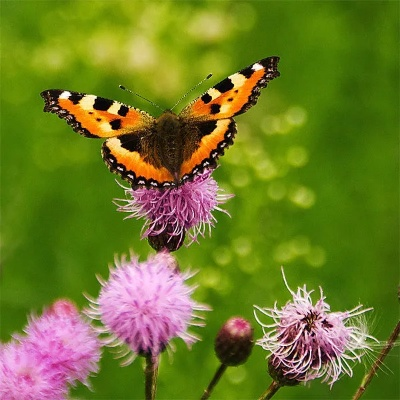 百蝶千秀官方下载与红五单机版,综合数据解释定义_XP_v1.562